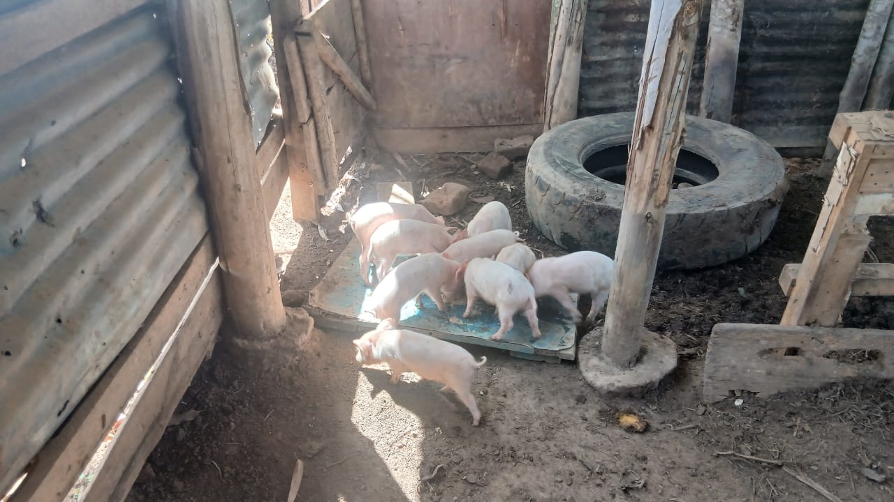 Livestock management