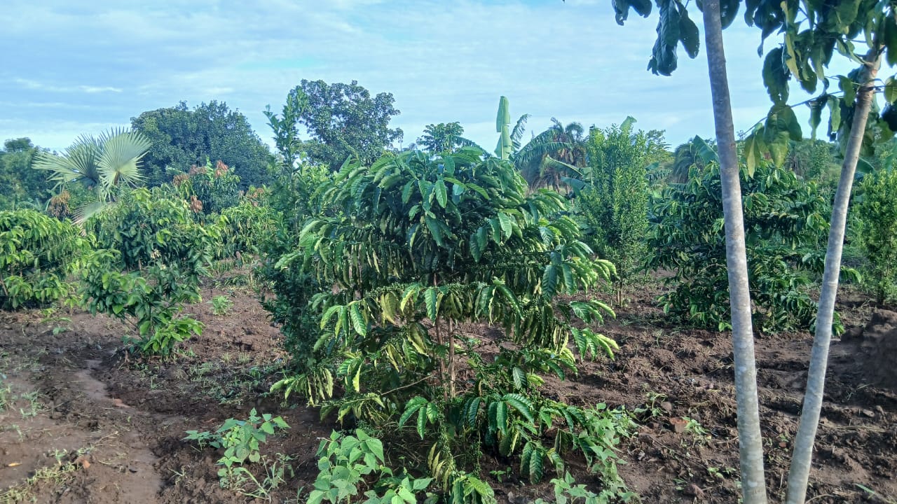 Farm infrastructure