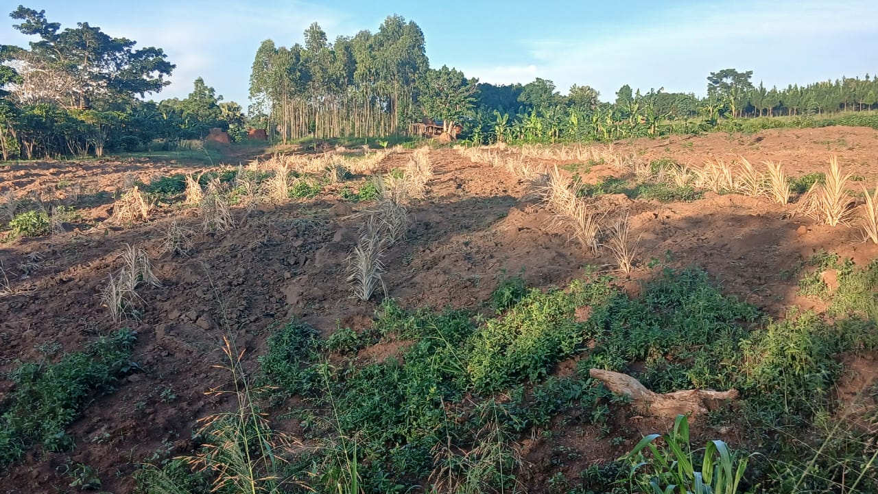 Farm life at Agura