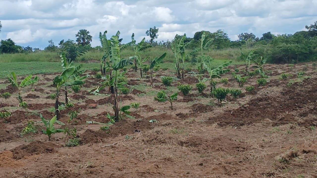 Farm activity
